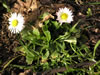 Bild bellis_perennis_jpg.jpg