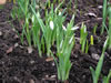 Bild galanthus_nivalis_01_jpg.jpg