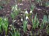 Bild galanthus_nivalis_02_jpg.jpg