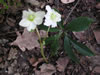 Bild helleborus_niger_jpg.jpg