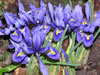 Bild iris_reticulata_01_jpg.jpg