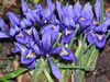 Bild iris_reticulata_02_jpg.jpg