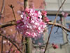 Bild viburnum_farreri_04_jpg.jpg