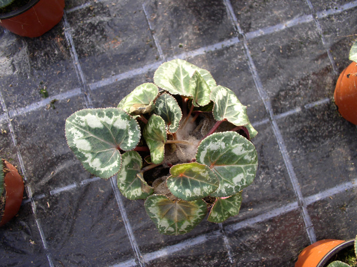 botrytis_cyclamen_02.jpg