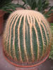 echinocactus_grusonii_jpg.jpg