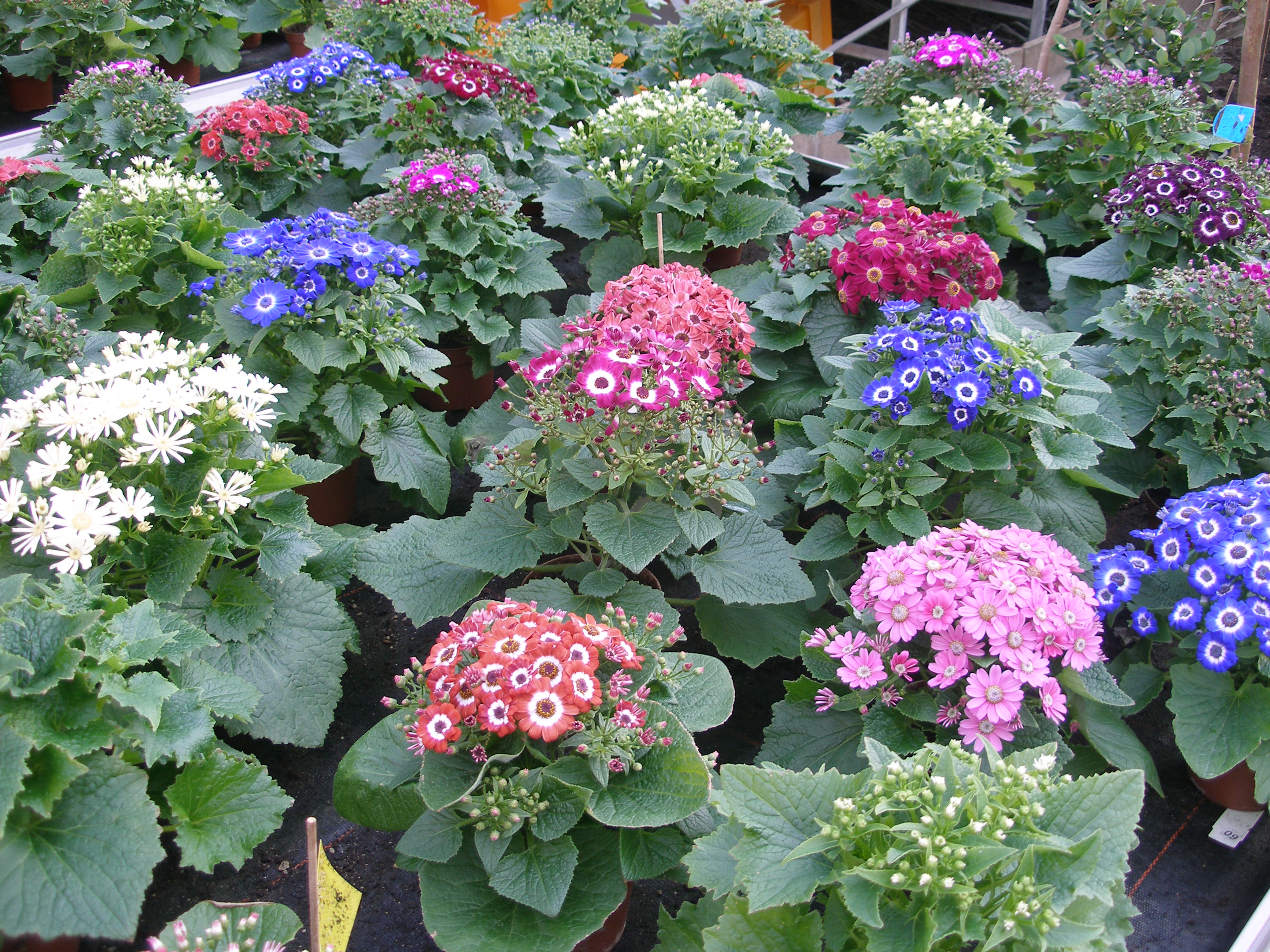 cineraria_05.jpg