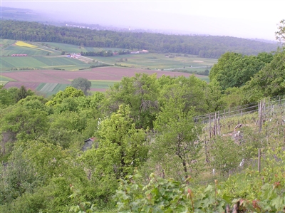 Alt-Weinberg am Entringer Pfaffenberg