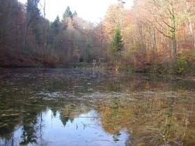 tiefenbach_weiher_280.jpg