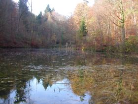 tiefenbach_weiher_280.jpg