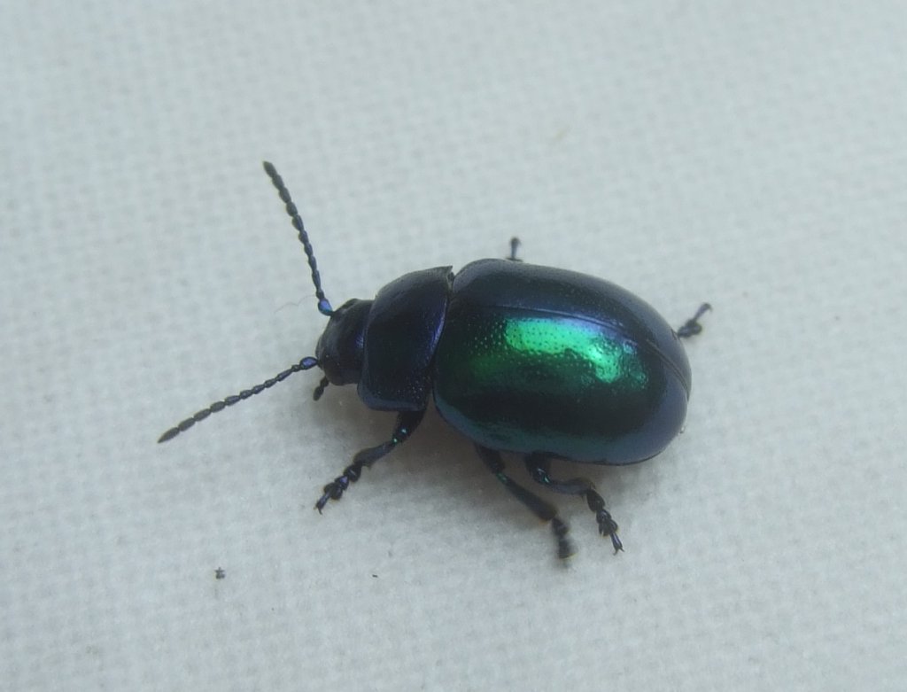 chrysolina_coerulans2_1024.jpg