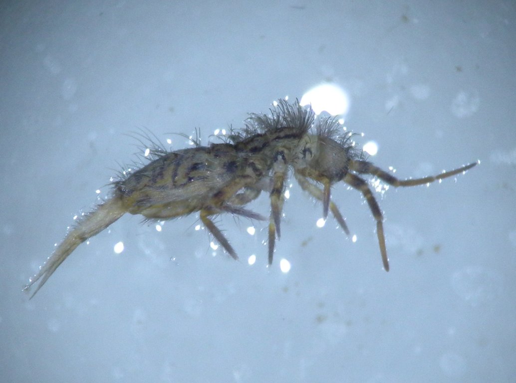 collembola20_1024.jpg