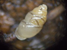 gastropoda1_280.jpg