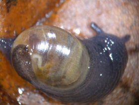 gastropoda3_280.jpg