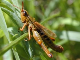 myrmeleotettix_maculatus1_280.jpg