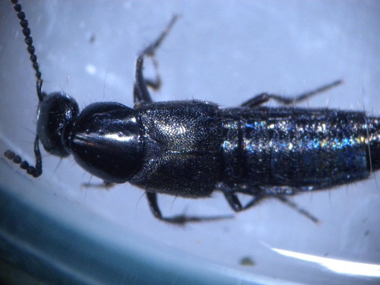 staphylinidae11_1024.jpg