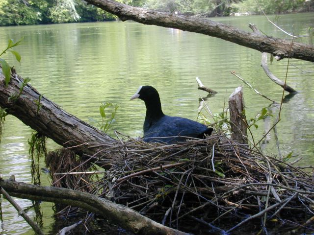 fulica_atra1.jpg