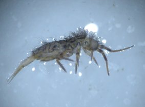 collembola20_280.jpg