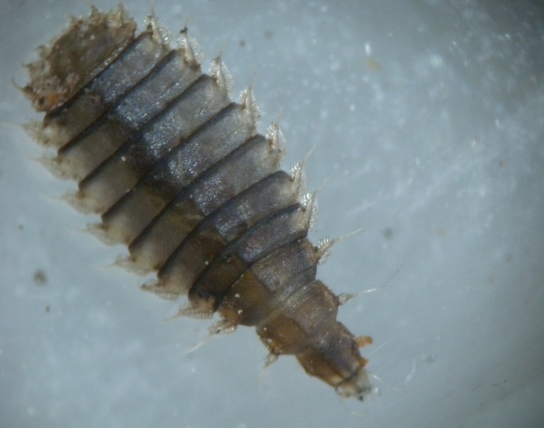 stratiomyidae_larve1.jpg