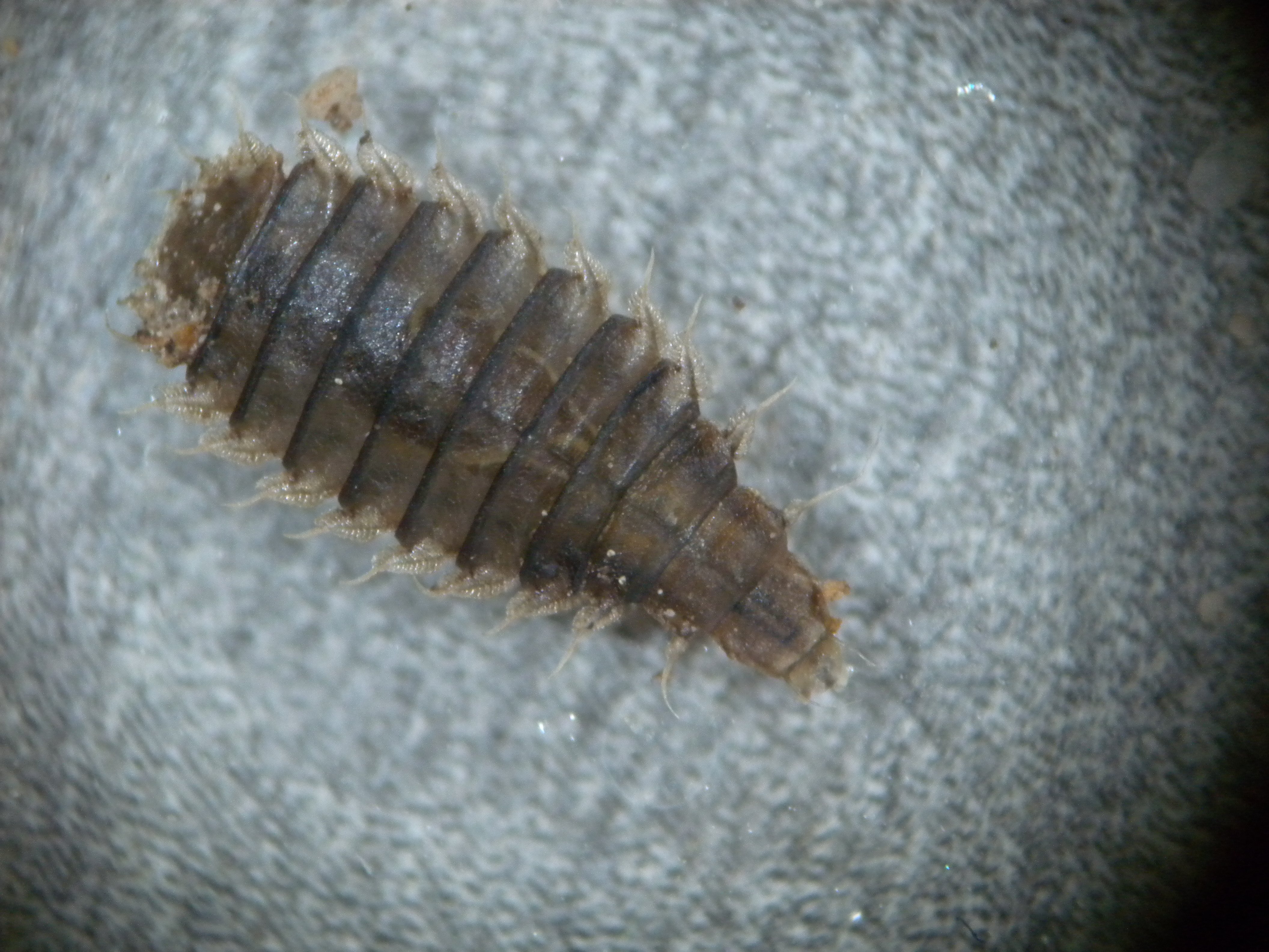 stratiomyidae_larve2.jpg