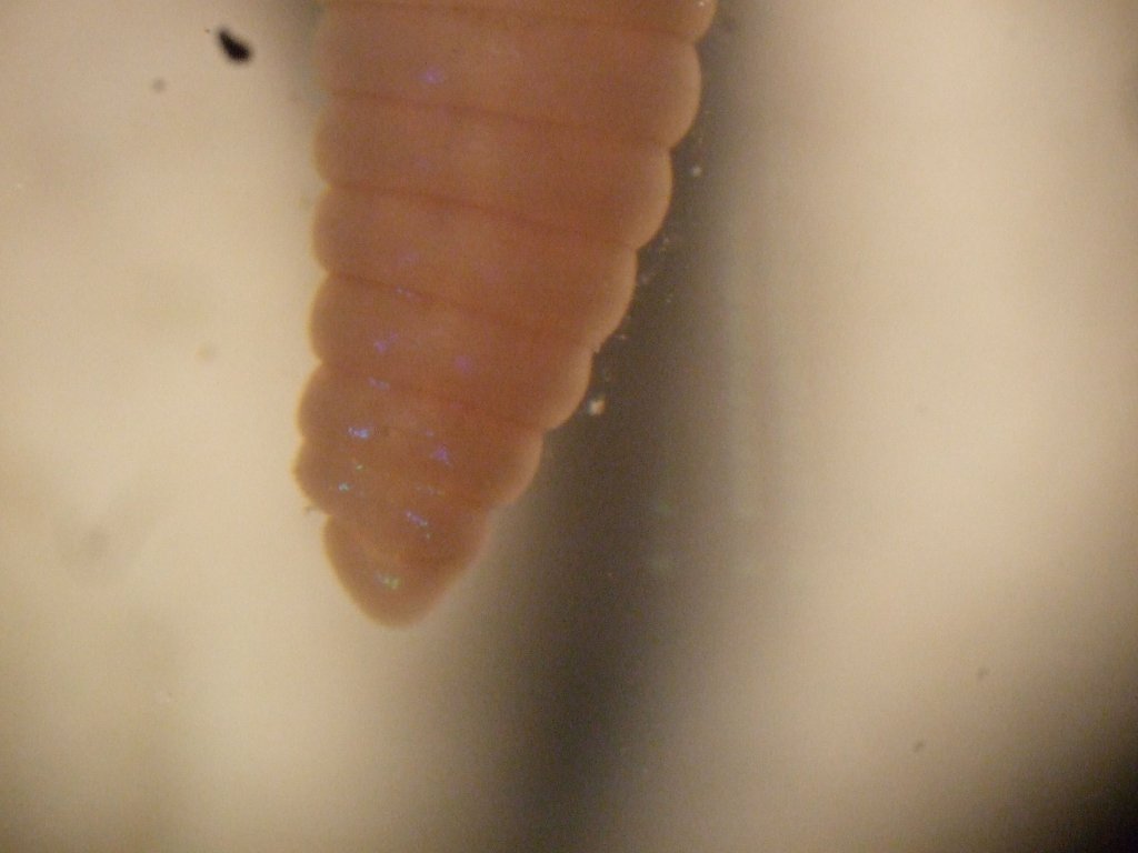 lumbriculus_variegatus4_1024.jpg