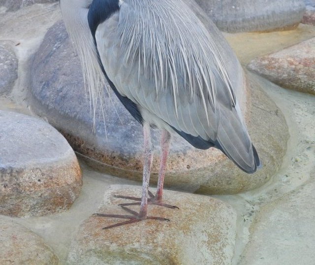 vogelc_unten.jpg