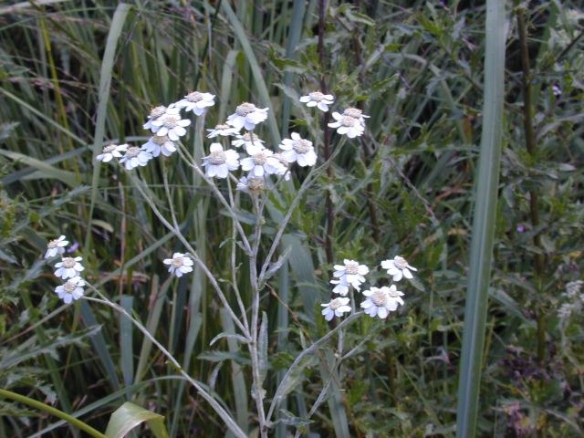 achillea_ptarmica2.jpg