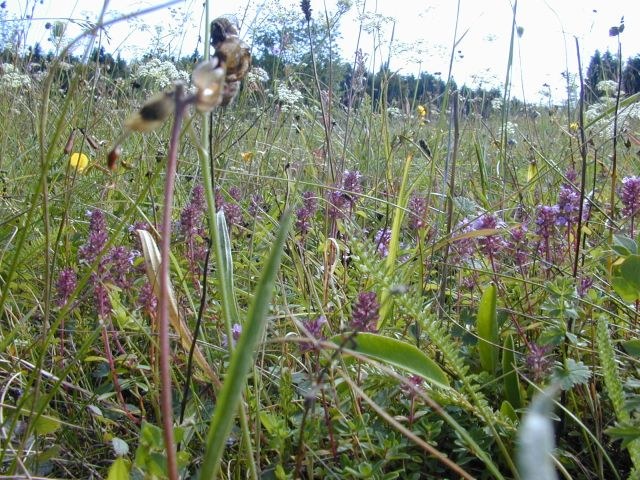 berg_maehwiese.jpg