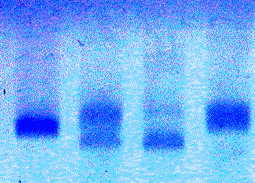 DNA7.gif