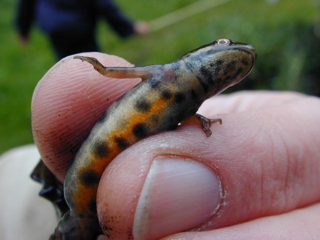 triturus_vulgaris3.jpg