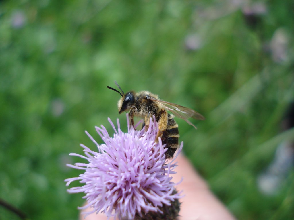 andrena_1024.jpg