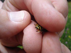 Dornen am Hinterleib eines Männchens der großen Wollbiene (Anthidium manicatum)