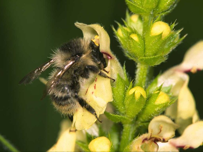 bombus_sylvarum_1024.jpg.jpg