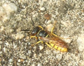 Bienenwolf Philanthus