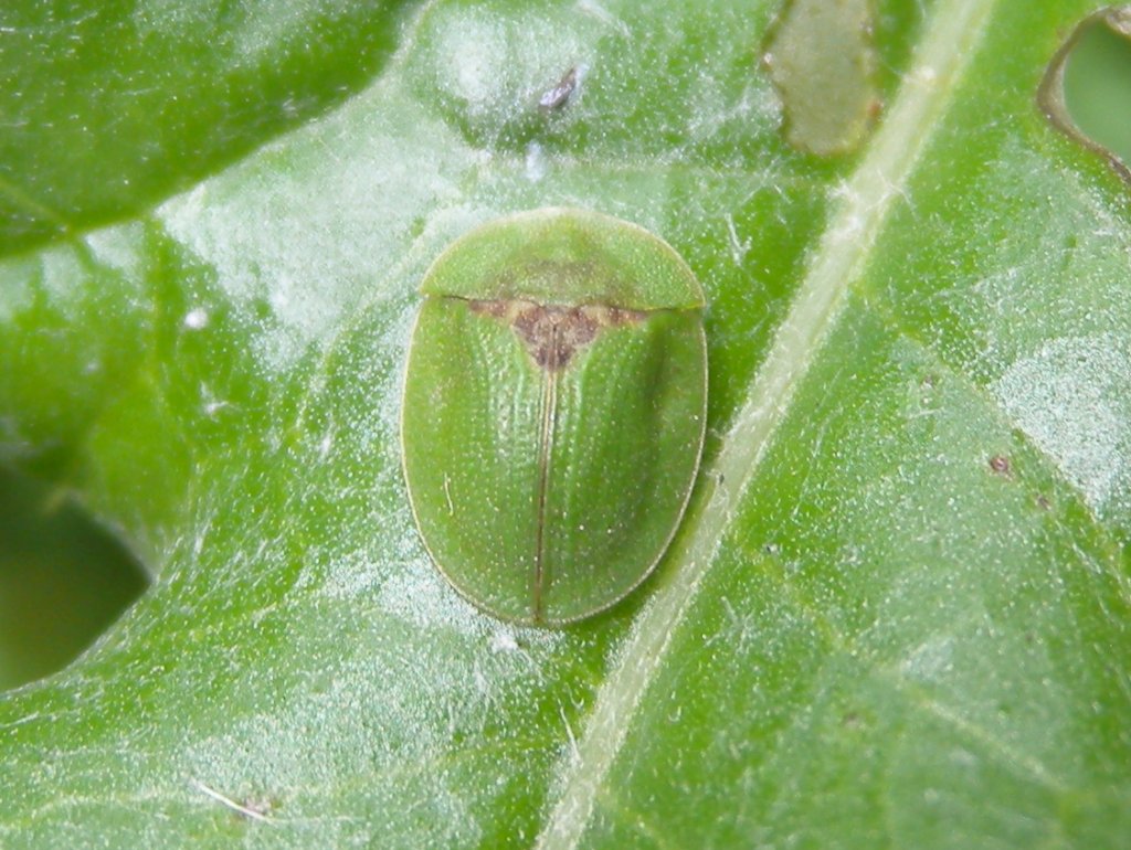 cassida1_1024.jpg