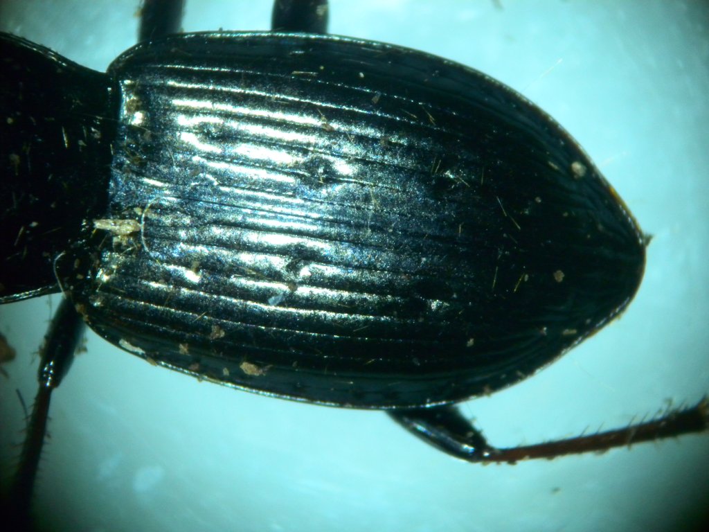 pterostichus1_1024.jpg