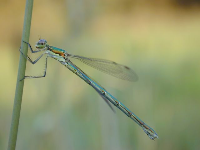 lestes_sponsa2.jpg