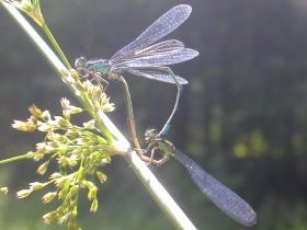 Männchen (oben) und Weibchen einer Kleinlibelle im 