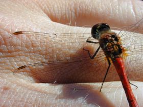 Die Flügeläderung, hier bei einer Blutroten Heidelibelle (Sympetrum sanguineum) ist wichtig bei der Artbestimmung