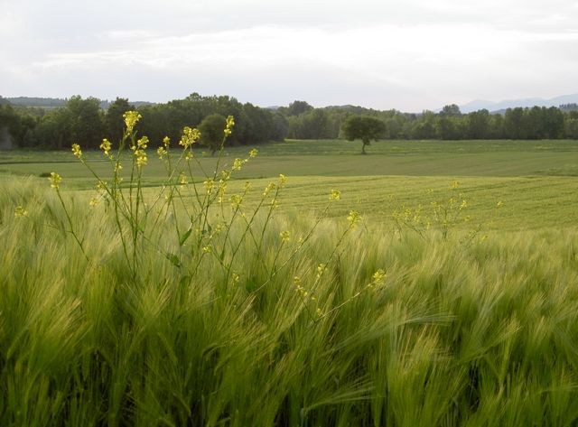 Paesaggio toscano